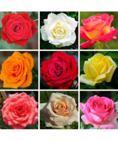 Set of 3 unmarked Roses