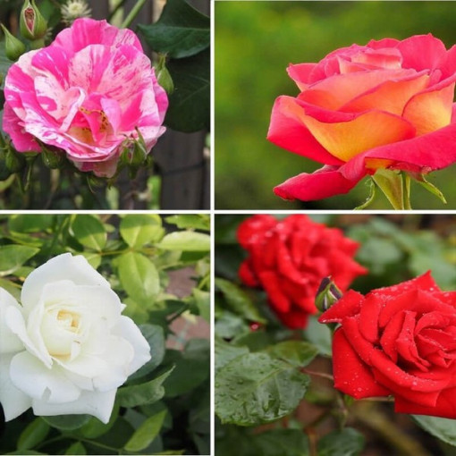 Set of 4 unmarked Roses