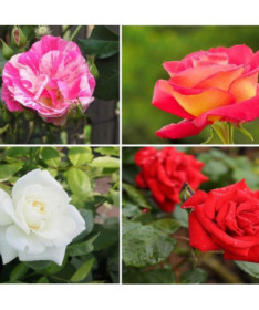 Set of 4 unmarked Roses