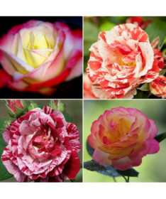 Set of 4 two-tone Roses 2L