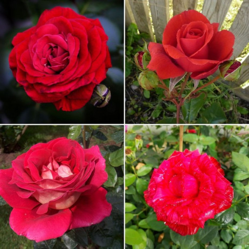Set of 4 red Roses 2L