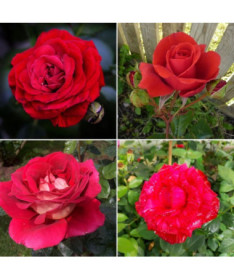 Set of 4 red Roses 2L