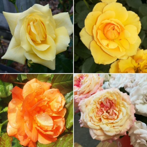 Set of 4 yellow/cream Roses 2L