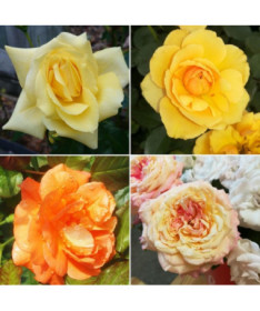 Set of 4 yellow/cream Roses 2L