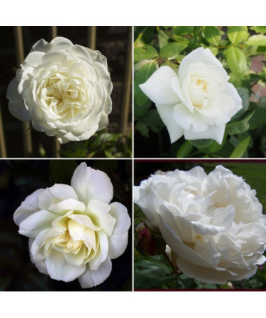 The set includes 4 white roses 2L