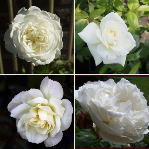 The set includes 4 white roses 2L