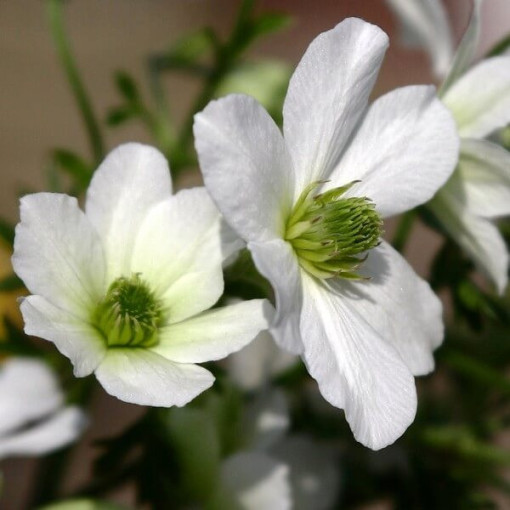 Clematis botanical Early Sensation