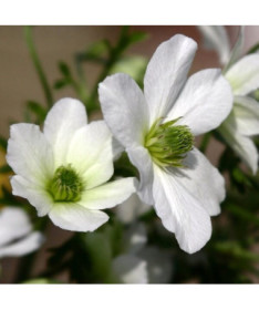 Clematis botanical Early Sensation