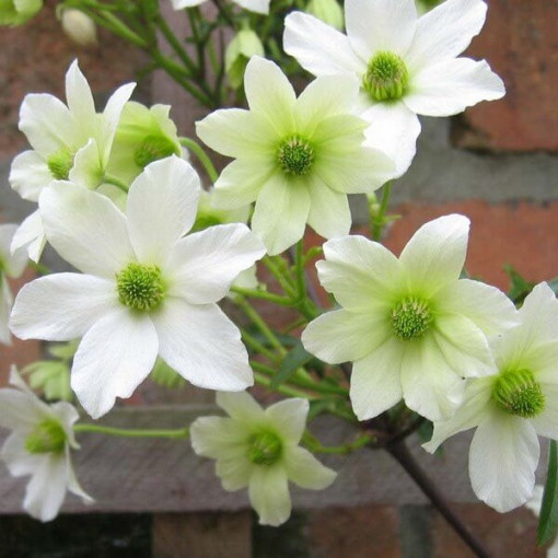 Clematis botanical Early Sensation
