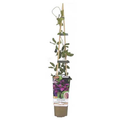 Akebia quinata pot, 4L