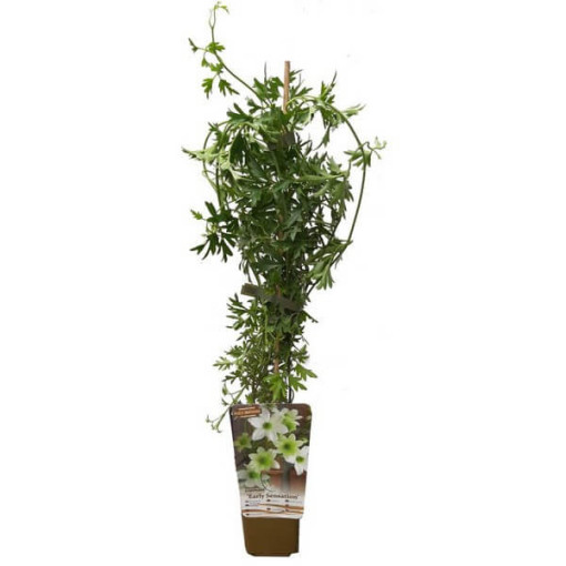 Clematis botanical Early Sensation