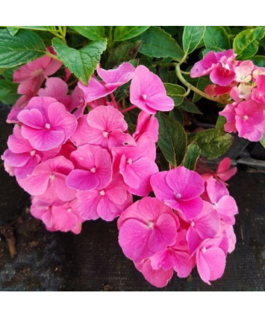 Hydrangea macrophylla 'Pia' P9/C1