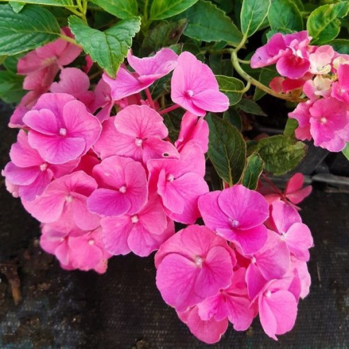 Hydrangea macrophylla 'Pia' P9/C1