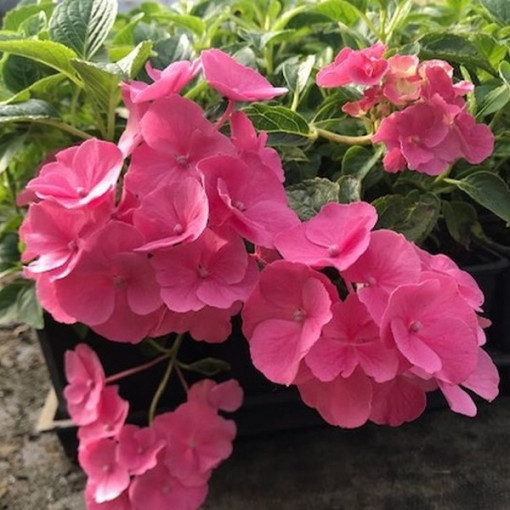 Hydrangea macrophylla 'Pia' P9/C1