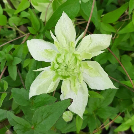 Clematis Alba Plena Full-Half Full 2L pot