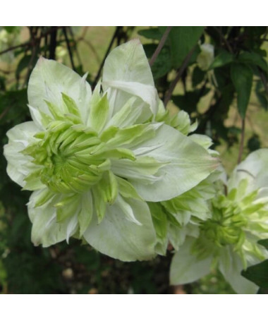 Clematis Alba Plena Full-Half Full 2L pot