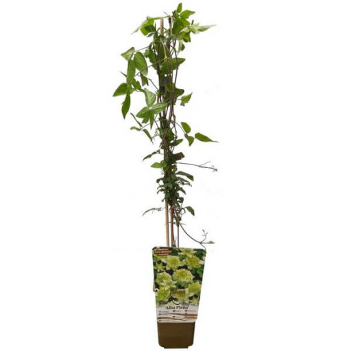 Clematis Alba Plena Full-Half Full 2L pot