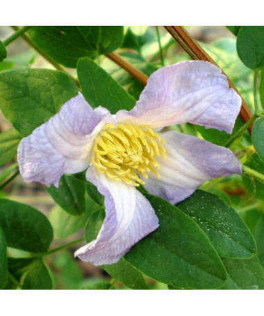 Clematis Hanna (viticella) pot, 4L
