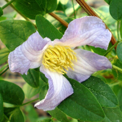 Clematis Hanna (viticella) pot, 4L