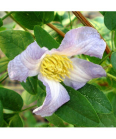 Clematis Hanna (viticella) pot, 4L
