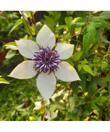Clematis Florida Sieboldii 4L pot