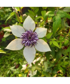 Clematis Florida Sieboldii 4L pot