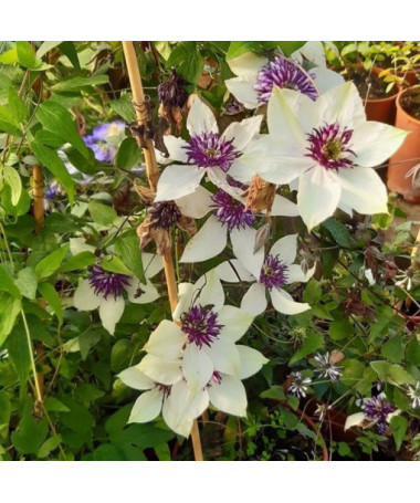 Clematis Florida Sieboldii 4L pot