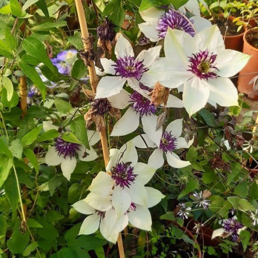 Clematis Florida Sieboldii 4L pot