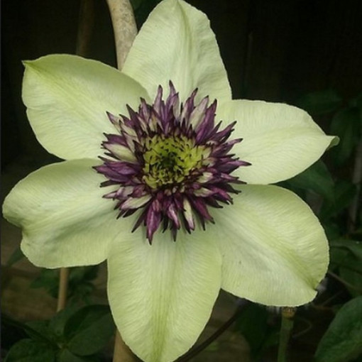 Clematis Florida Sieboldii 4L pot