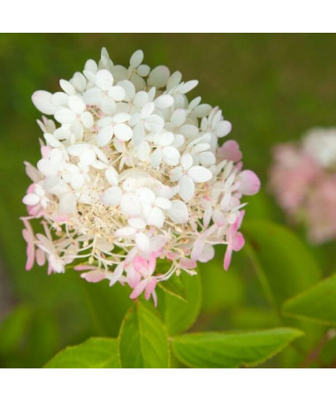 Hydrangea paniculata 'Ruby' syn, Angel's Blush potted, 2L