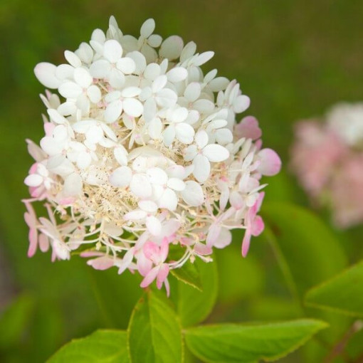 Hydrangea paniculata 'Ruby' syn, Angel's Blush potted, 2L