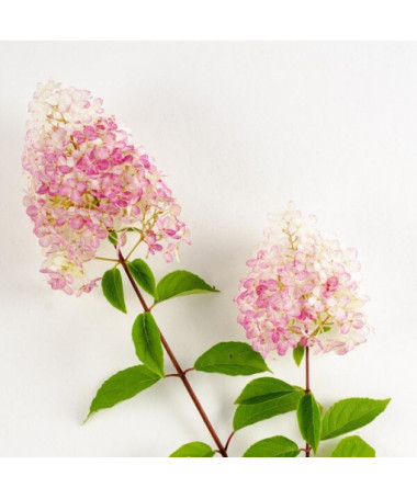 Hydrangea paniculata 'Ruby' syn, Angel's Blush potted, 2L