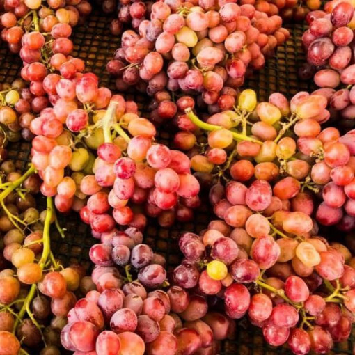 Vine Kalina potted, 2L