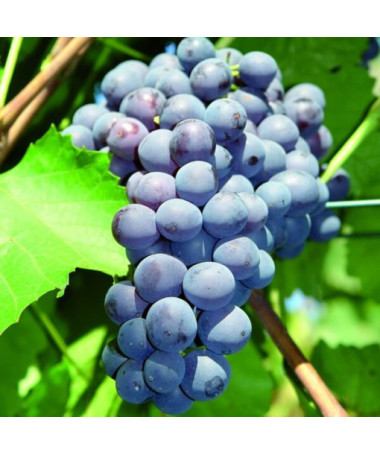 Agat Don's Grape 2L