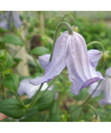 Clematis Hanna (viticella) pot, 4L