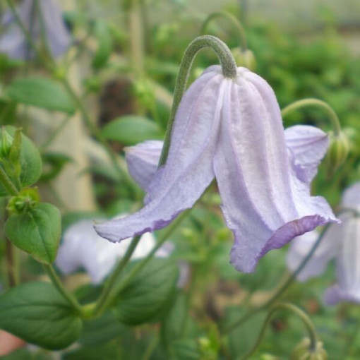 Clematis Hanna (viticella) pot, 4L