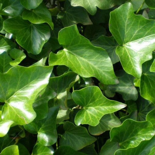 Irish Ivy pot, 2L