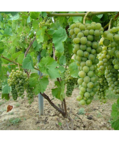 Grape Vine Perła Zali pot, 2L