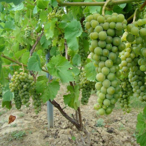 Grape Vine Perła Zali pot, 2L