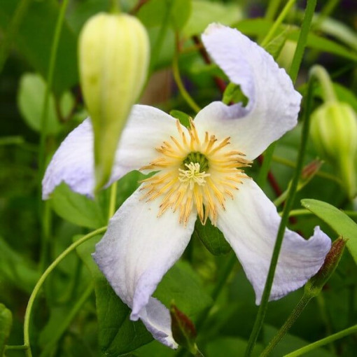 Clematis Hanna (viticella) pot, 4L