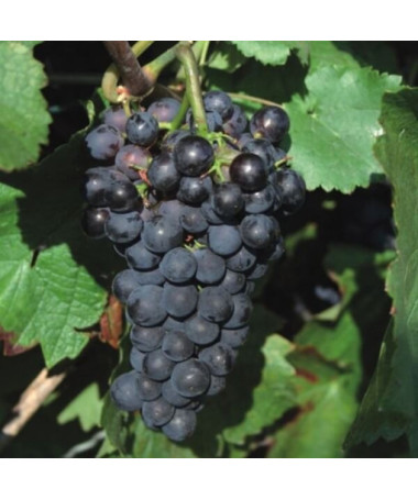 Schuyler Grape, 2L