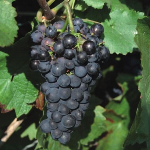 Schuyler Grape, 2L