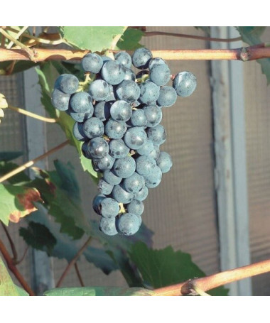 Schuyler Grape, 2L