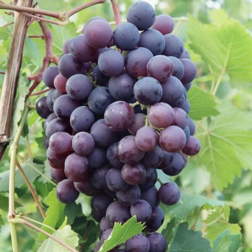 Schuyler Grape, 2L