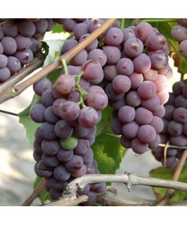 Lidia Grape FROST-RESISTANT, 2L
