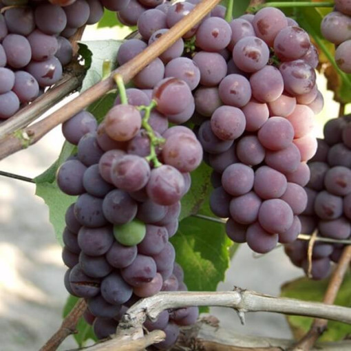 Lidia Grape FROST-RESISTANT, 2L