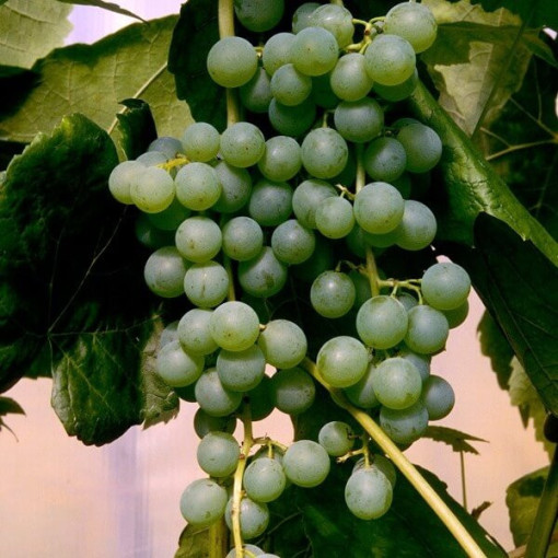 Himrod Grape SEEDLESS, 2L