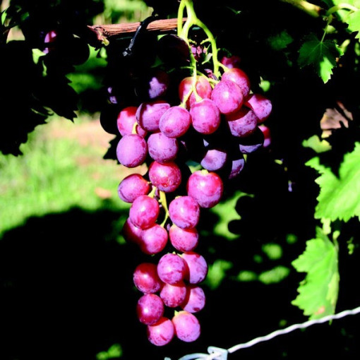 Grape Vine Chrupka Pink, 2L