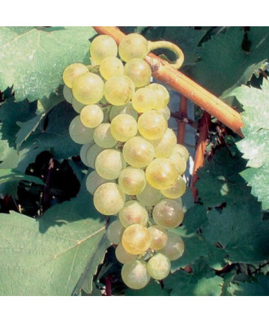 Grape vine Aurora pot, 2L