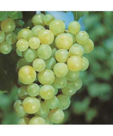 Grape vine Aurora pot, 2L